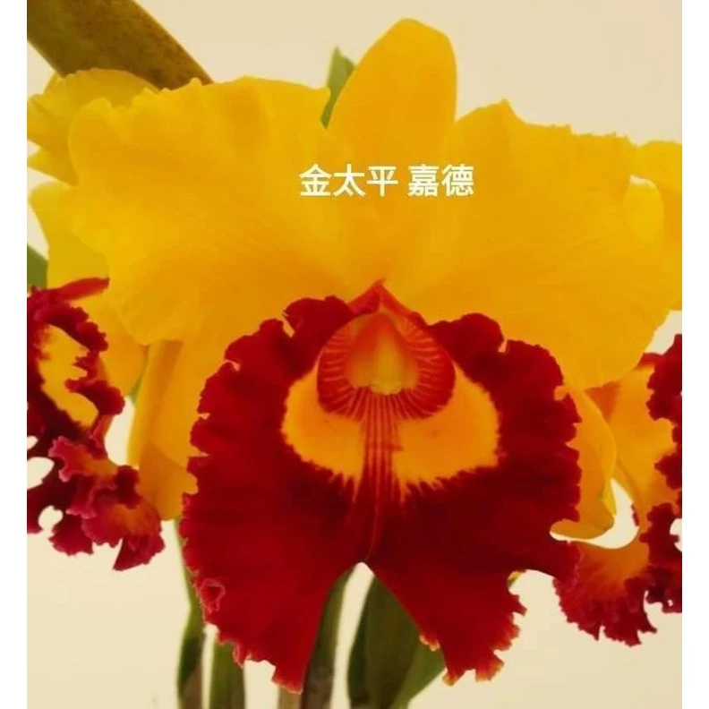 [精選蘭花]經典卡特