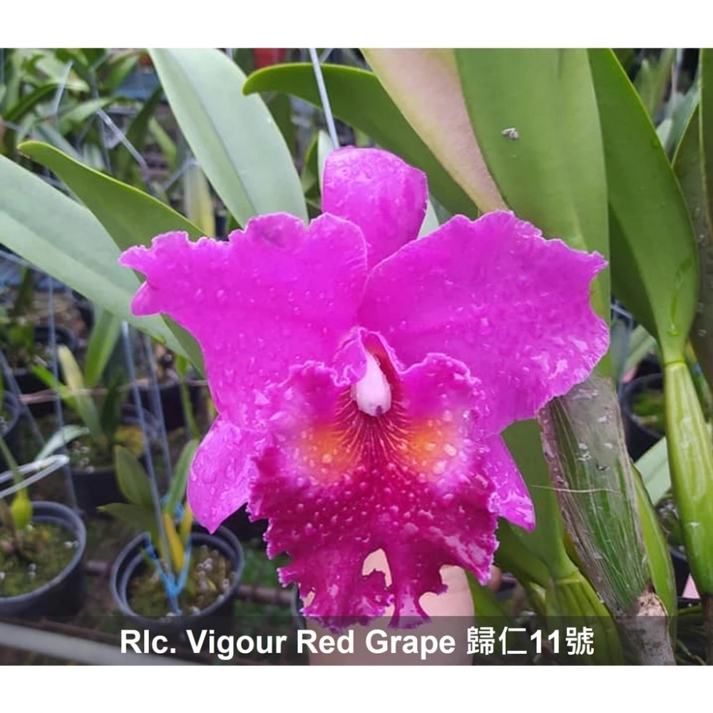 [精選蘭花]經典卡特