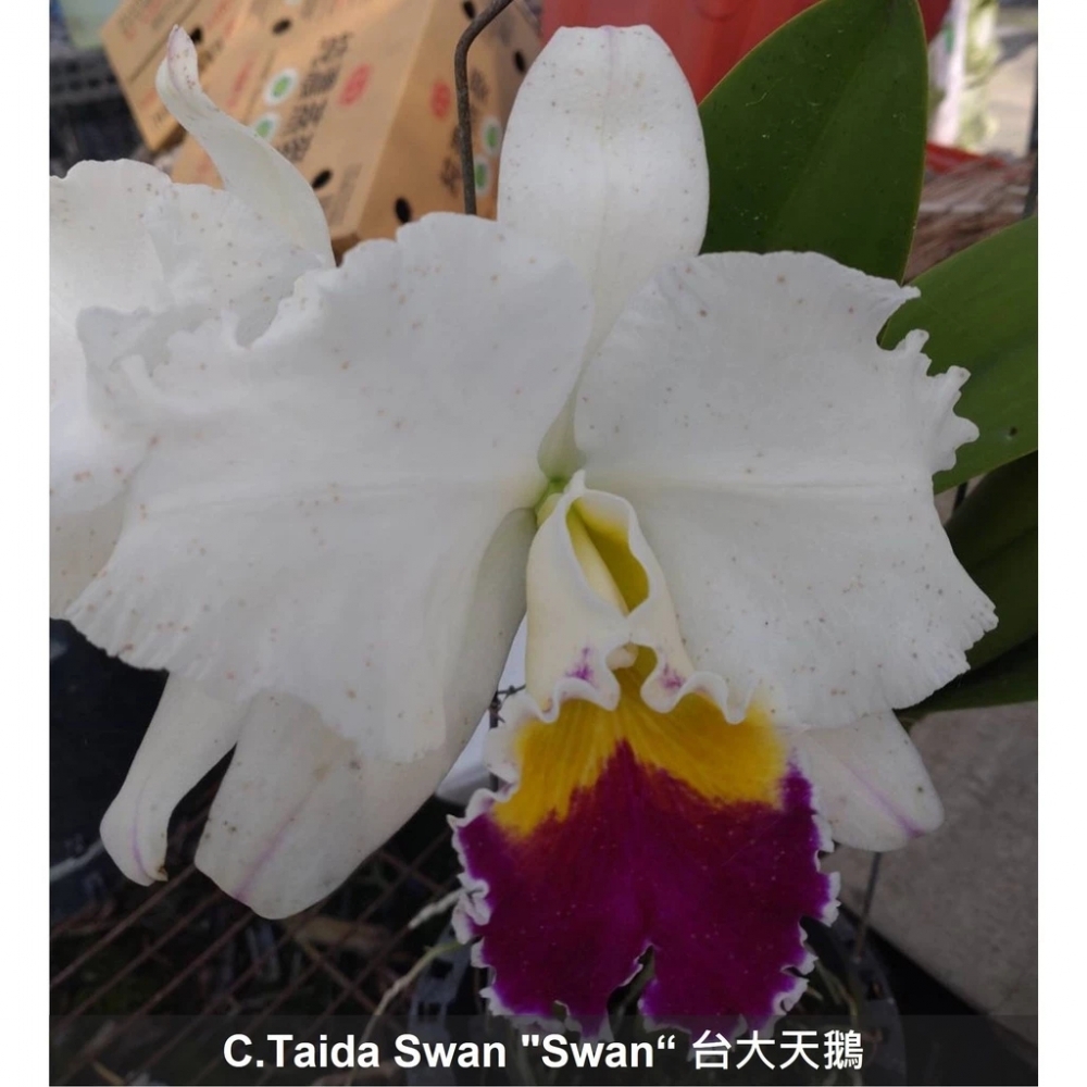 [精選蘭花]經典卡特