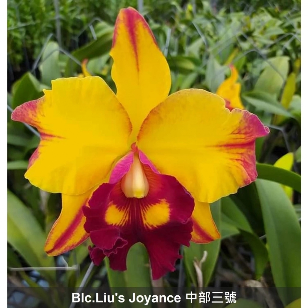 [精選蘭花]經典卡特