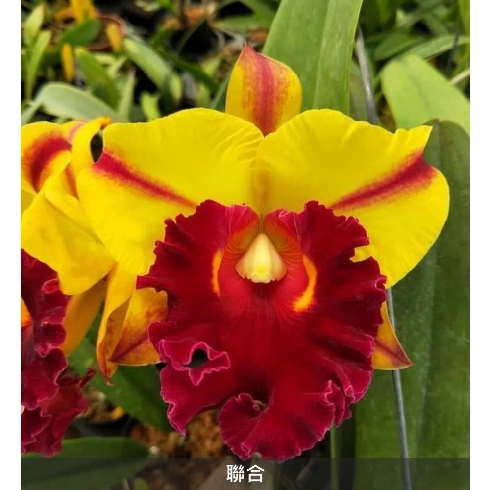 [精選蘭花]經典卡特