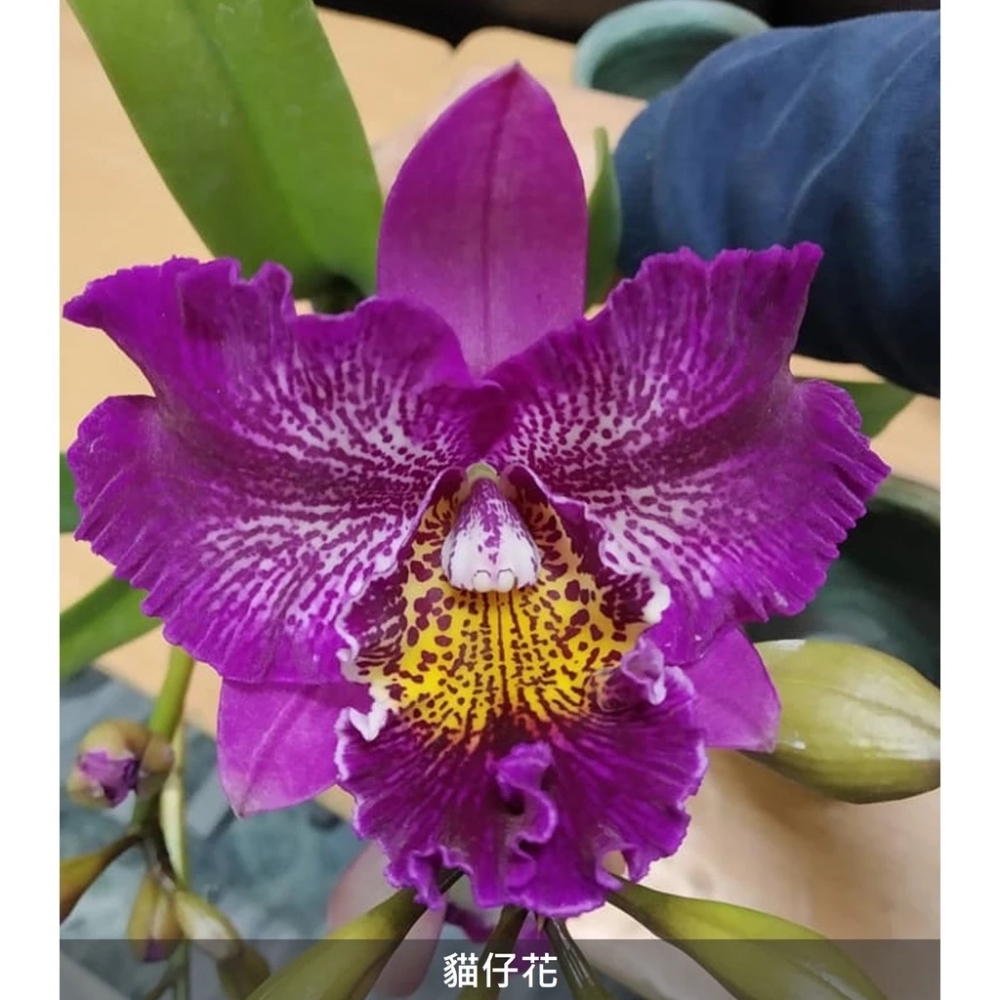 [精選蘭花]經典卡特