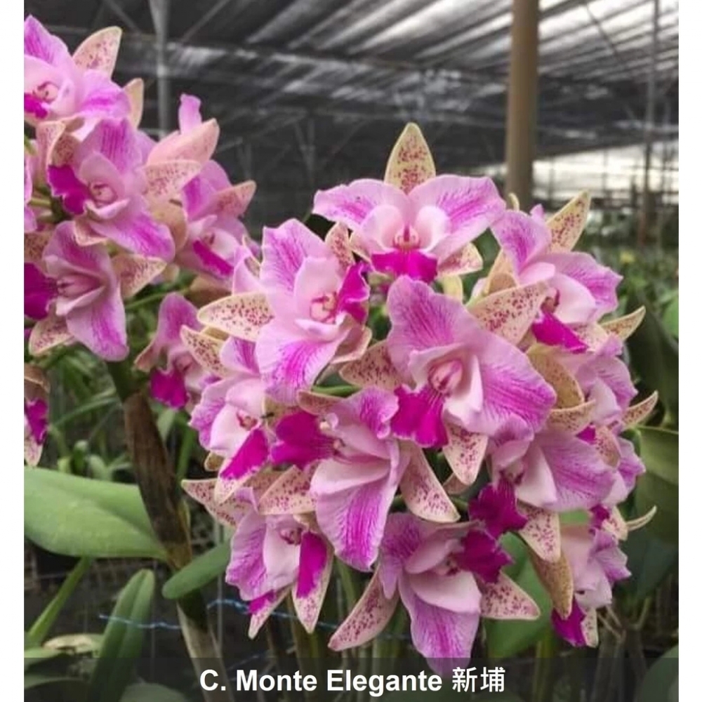 [精選蘭花] 爆花品