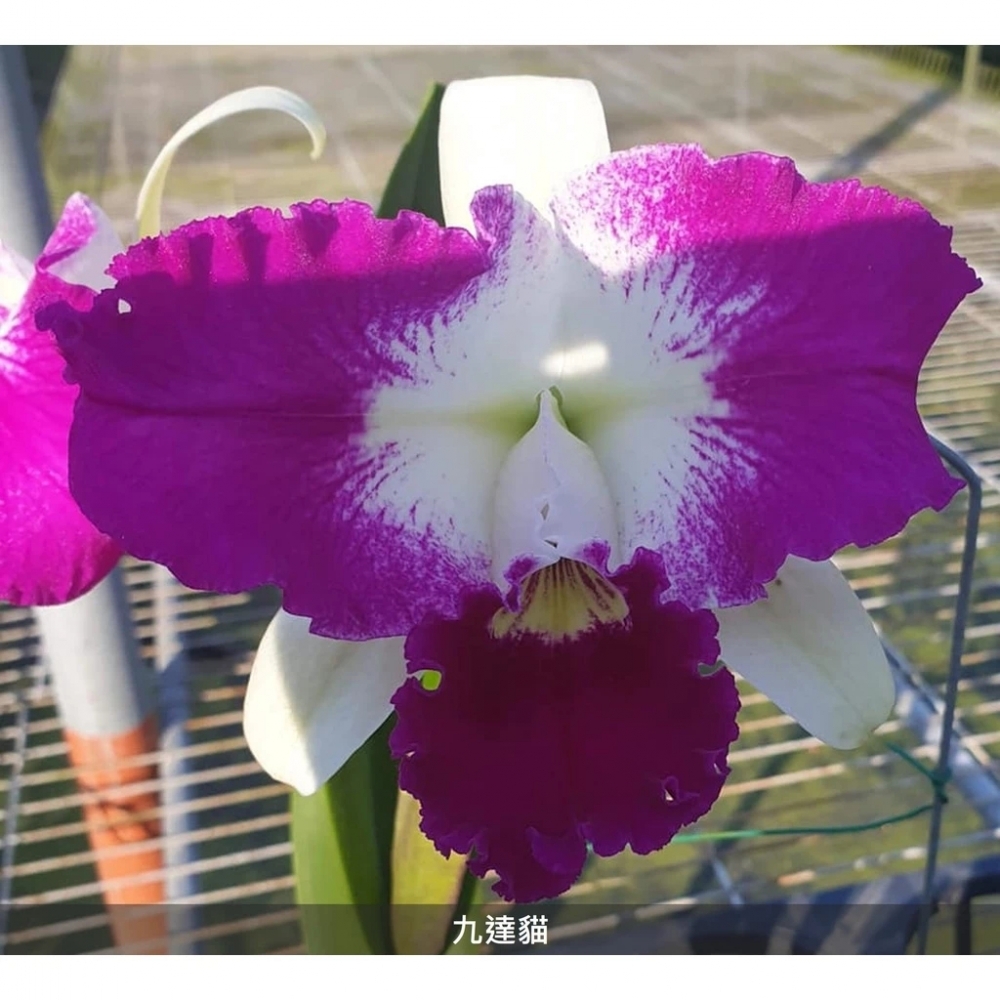 [精選蘭花]經典卡特