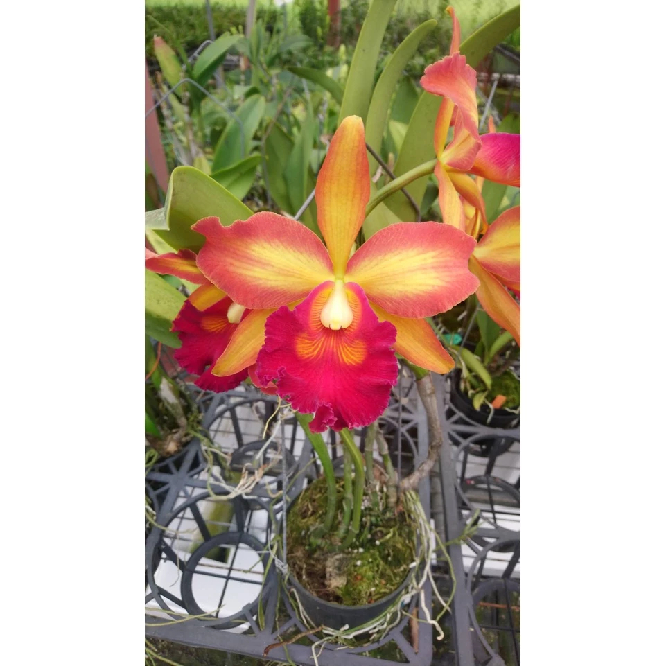 [精選蘭花]經典卡特