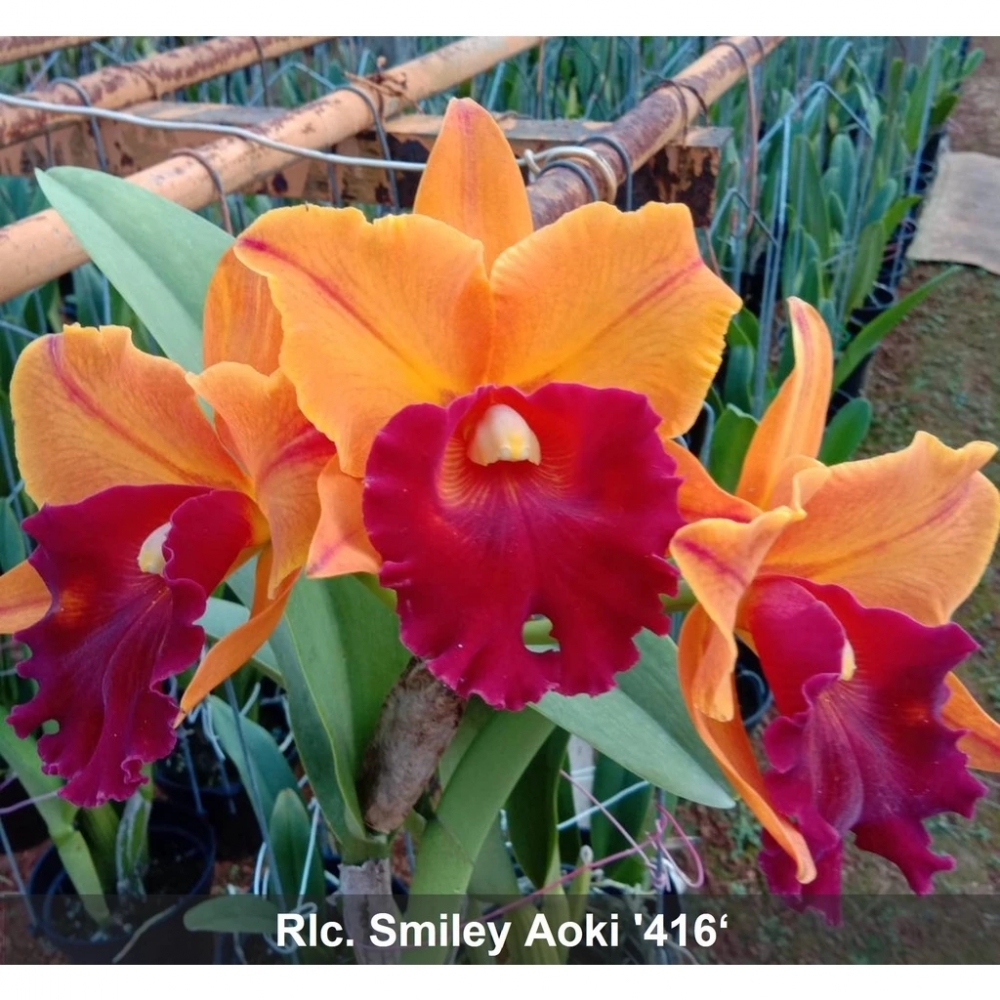 [精選蘭花]經典卡特