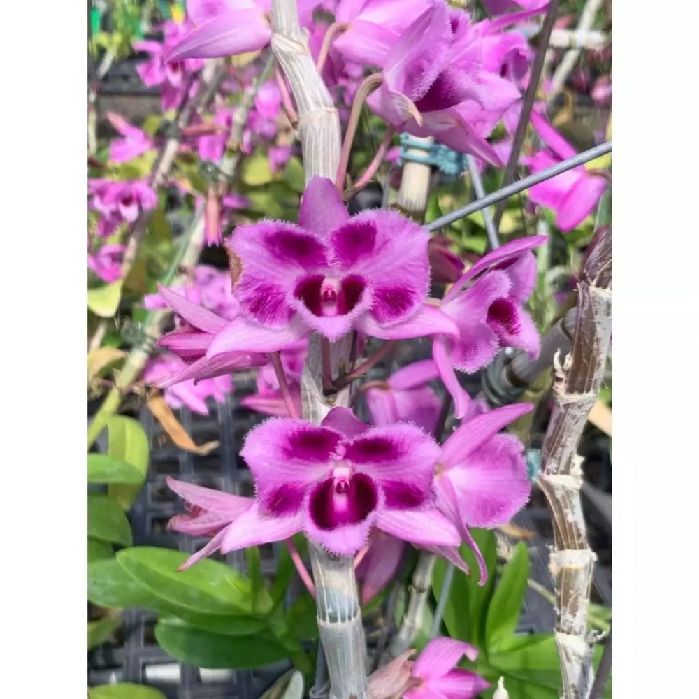 [精選蘭花]特殊倒吊