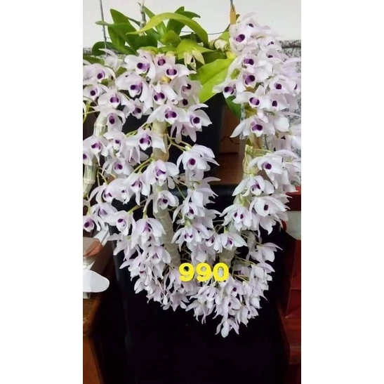 [精選蘭花]經典倒吊