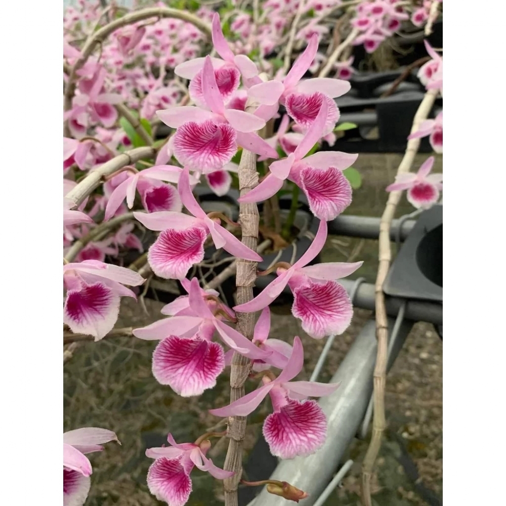 [精選蘭花] 3盆紅