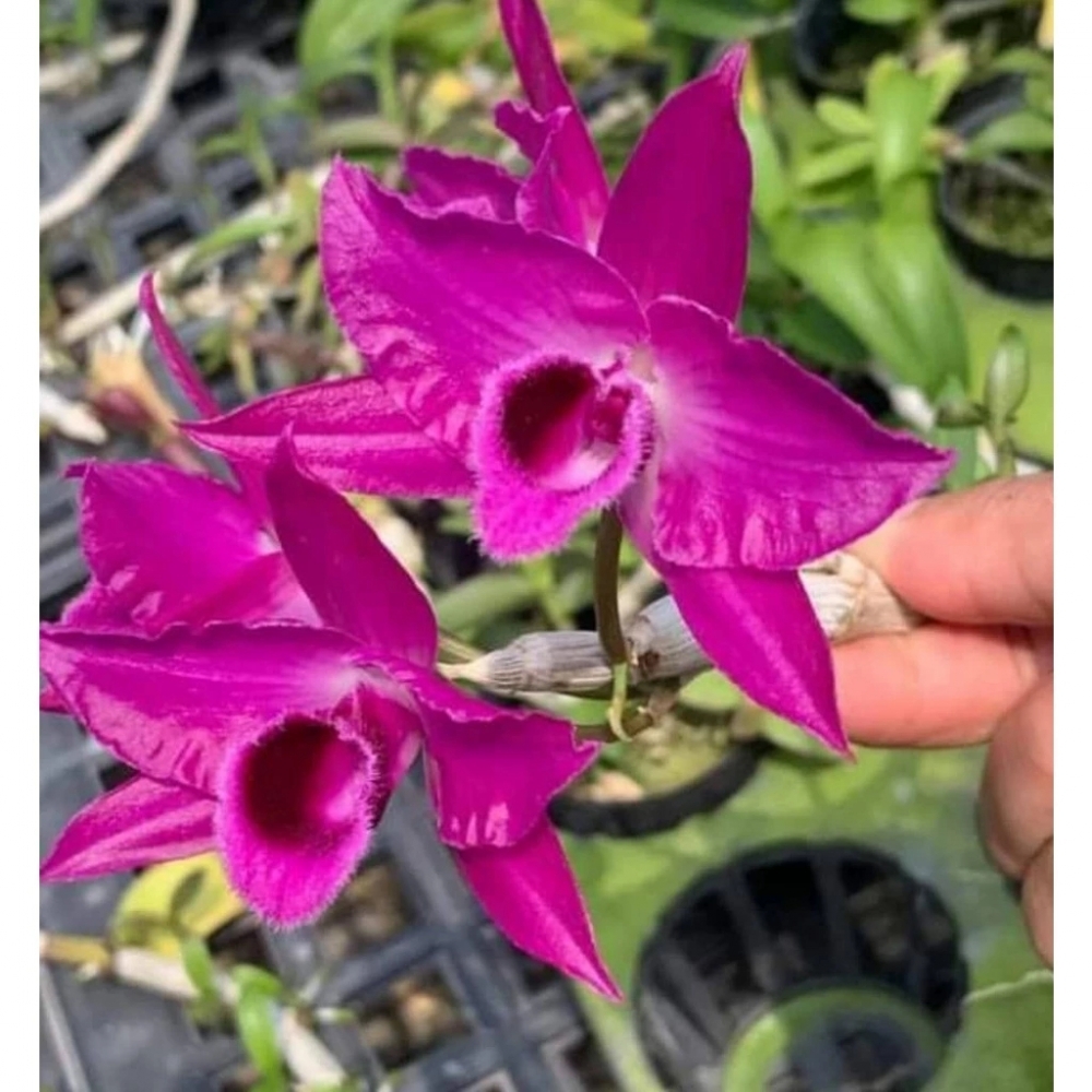 [精選蘭花]特殊倒吊