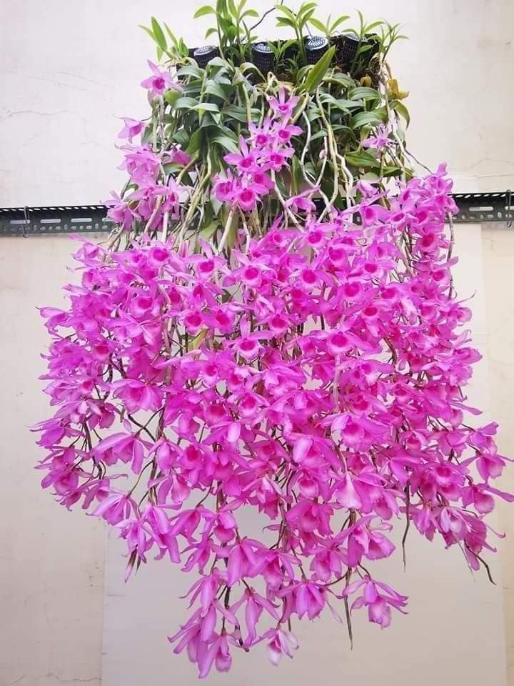 [精選蘭花]經典倒吊