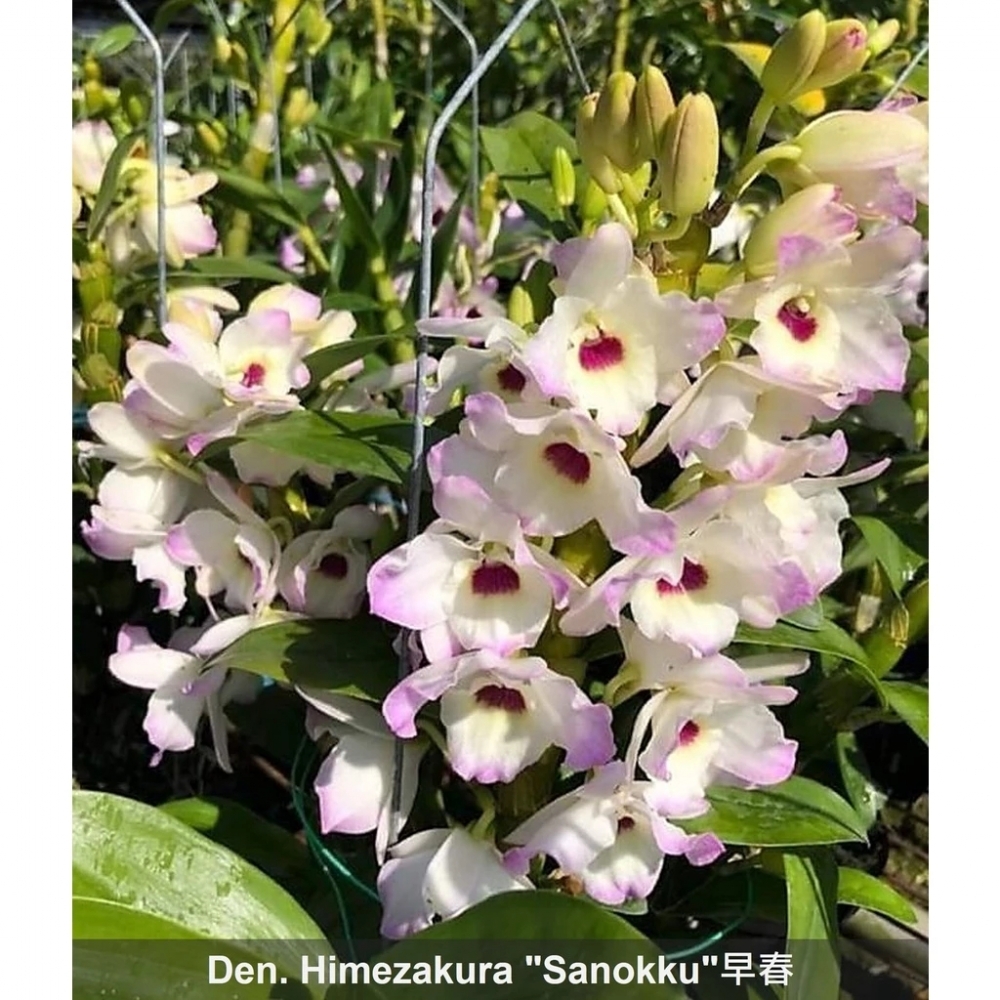 [精選蘭花]一組兩盆