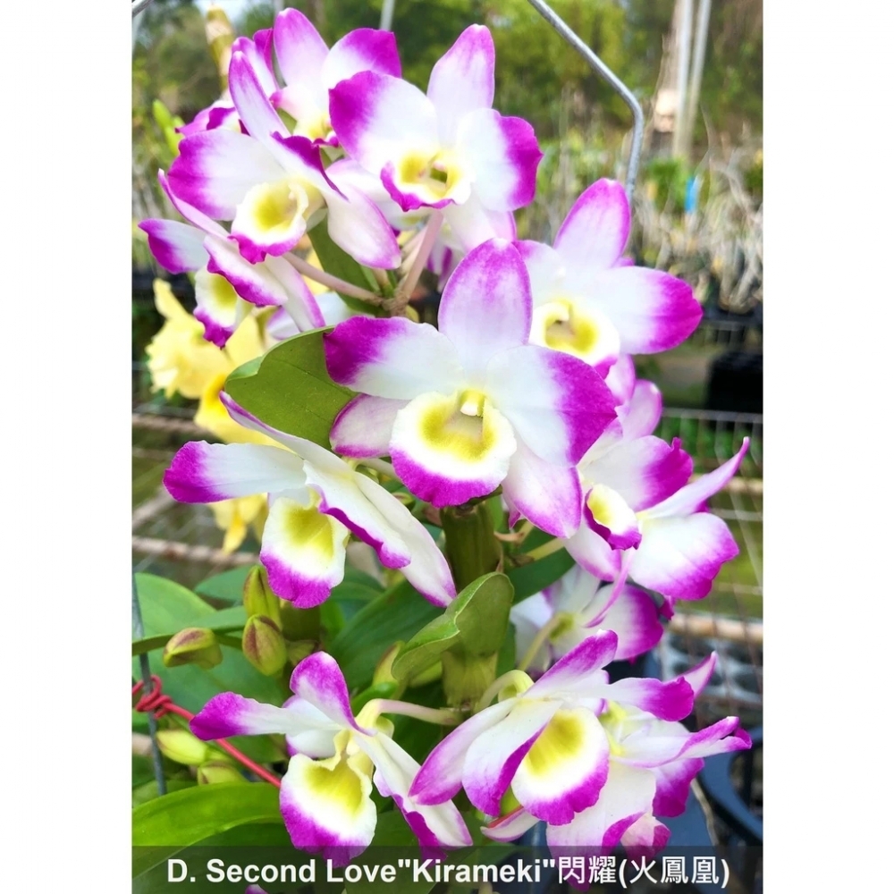 [精選蘭花]一組兩盆