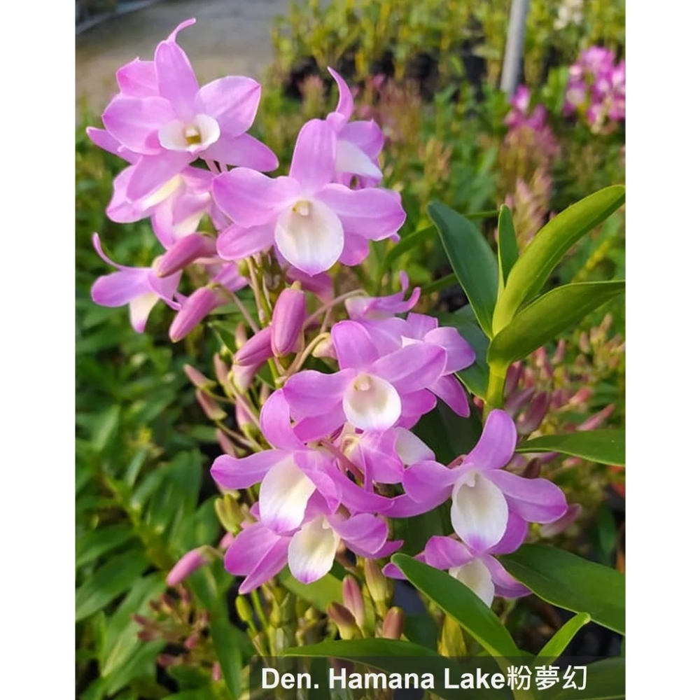 [精選蘭花]經典春石