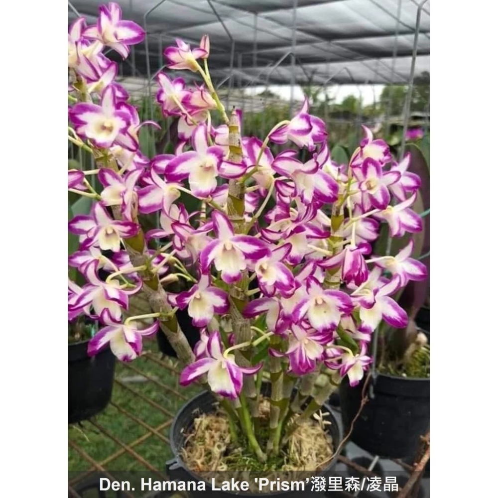 [精選蘭花]經典潑墨