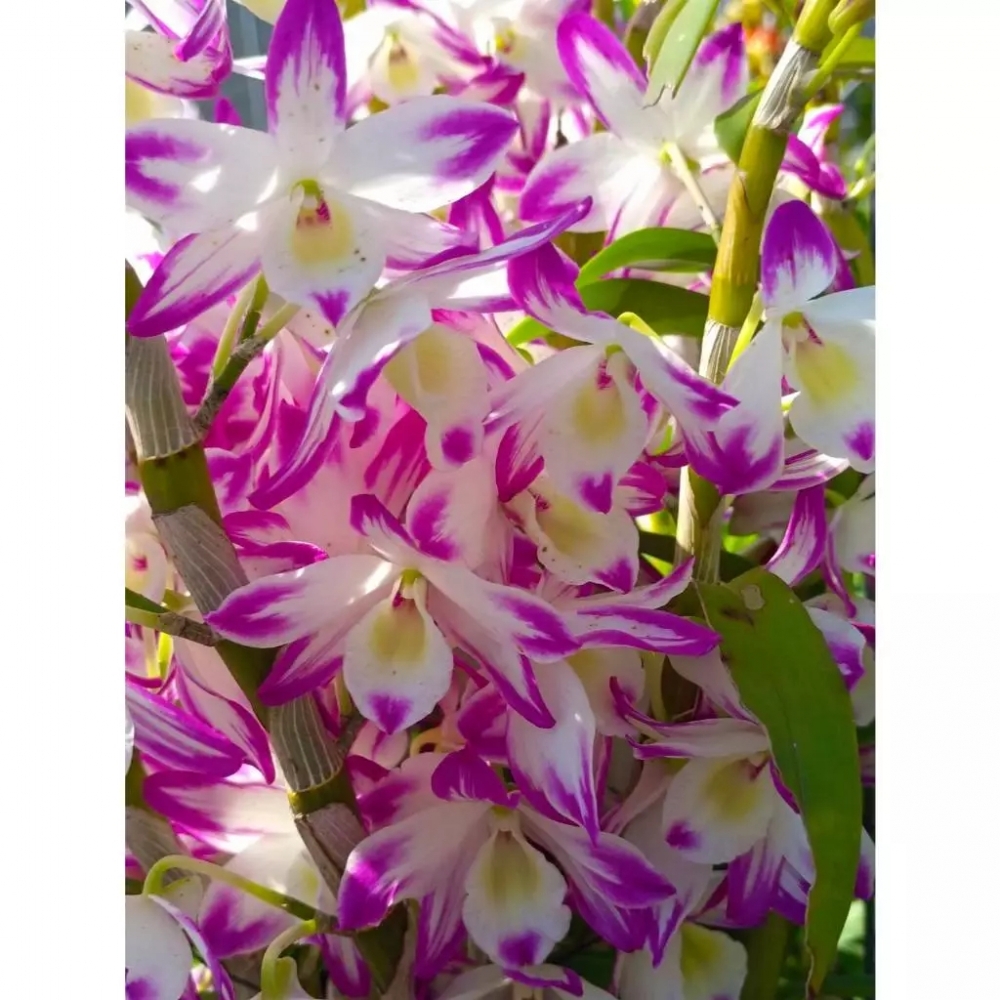 [精選蘭花]經典潑墨