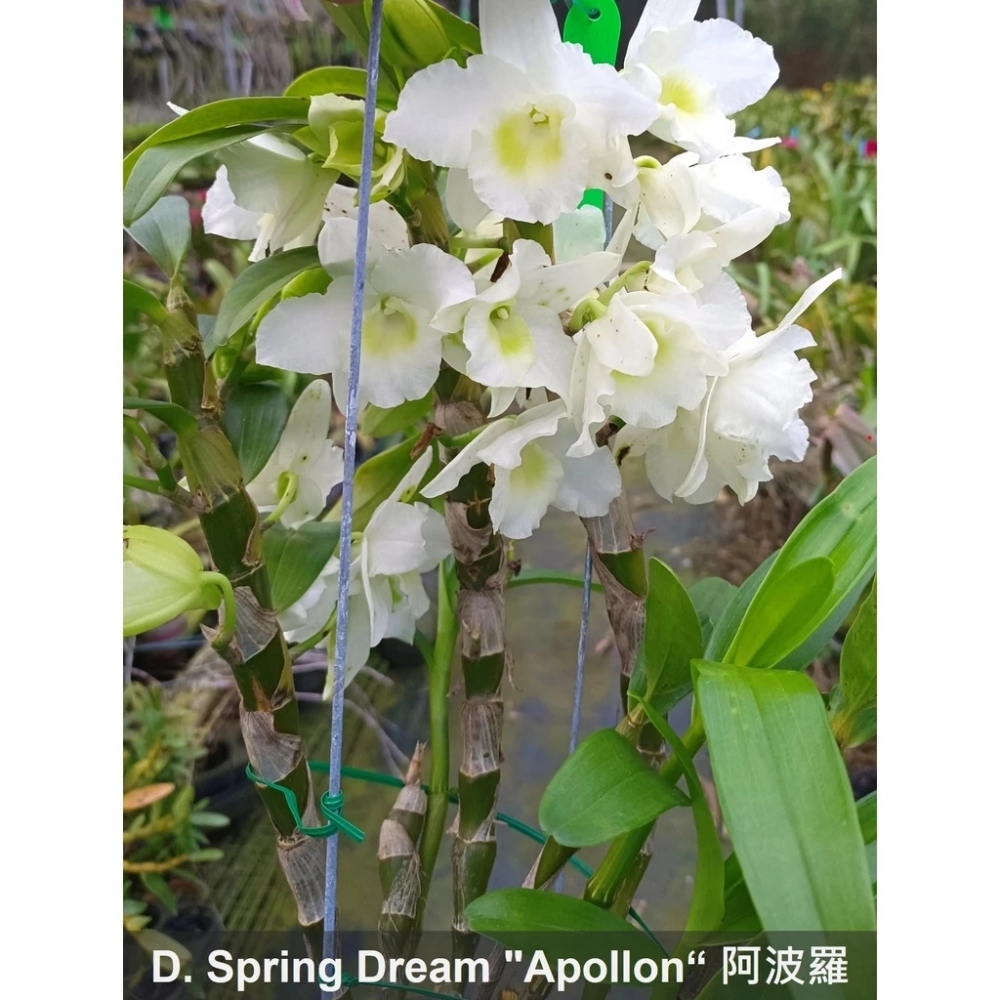 [精選蘭花]經典春石