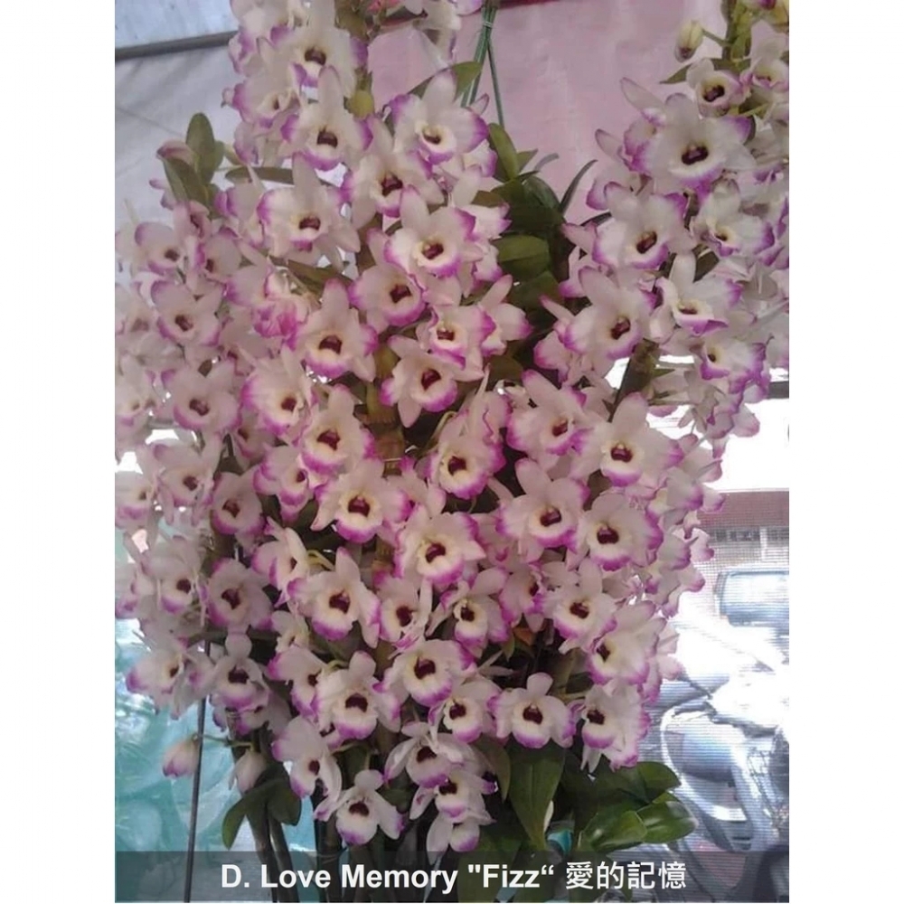 [精選蘭花]經典春石