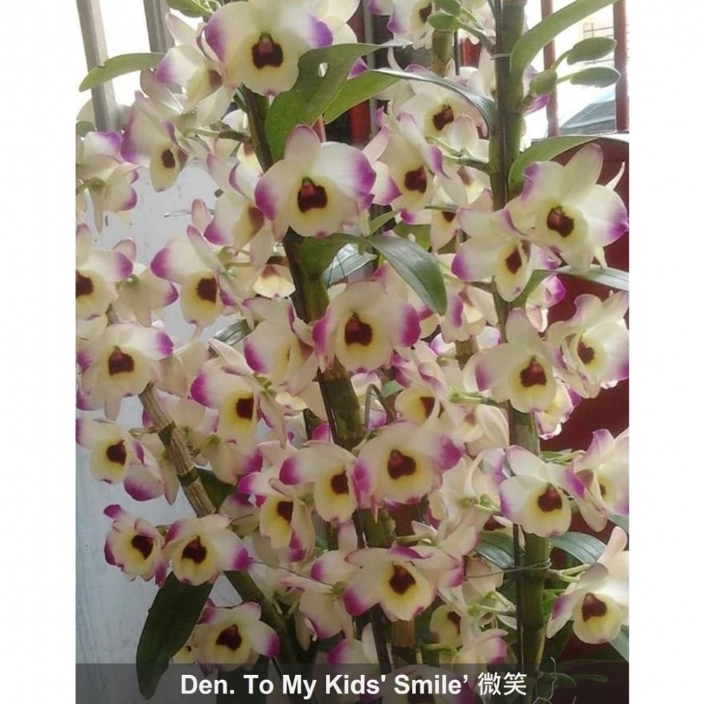 [精選蘭花]經典春石