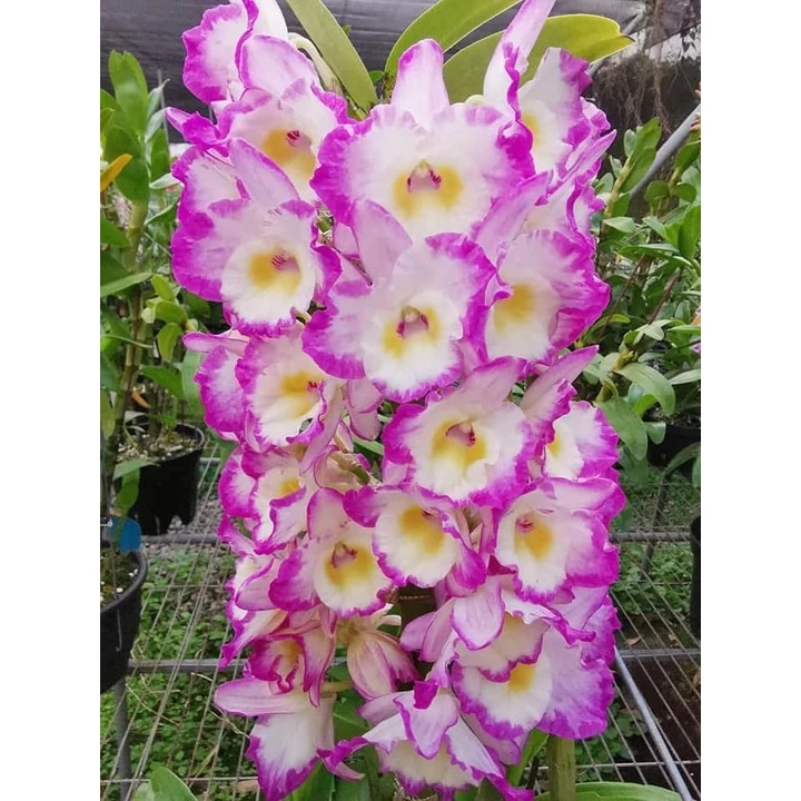 [精選蘭花] 一組2