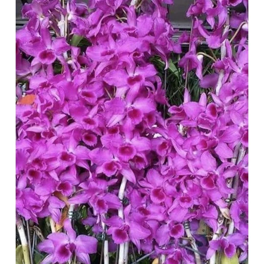 四倍體 卓花石斛