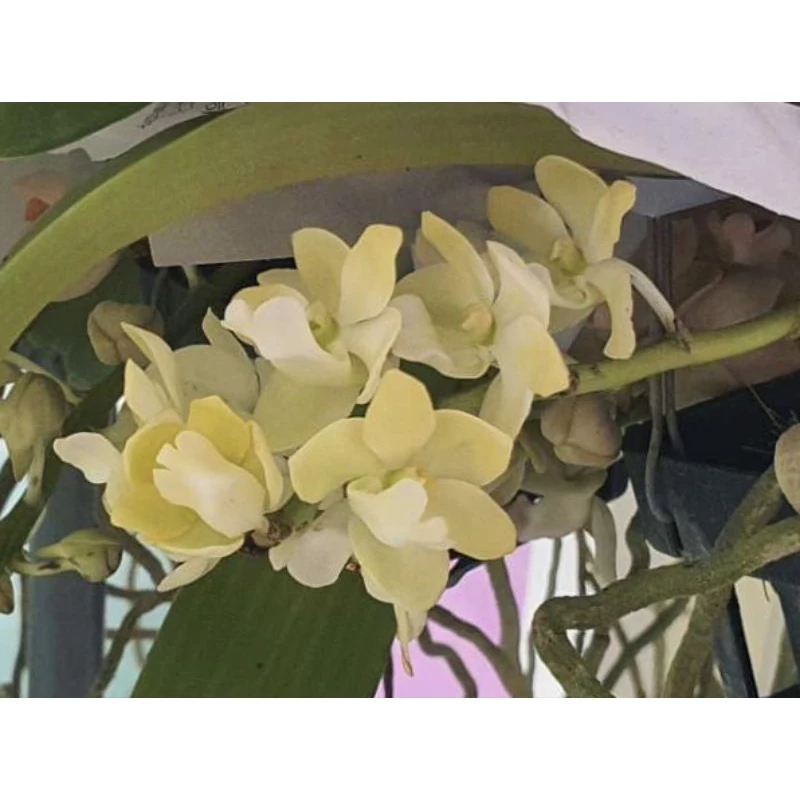 [精選蘭花] 特殊色