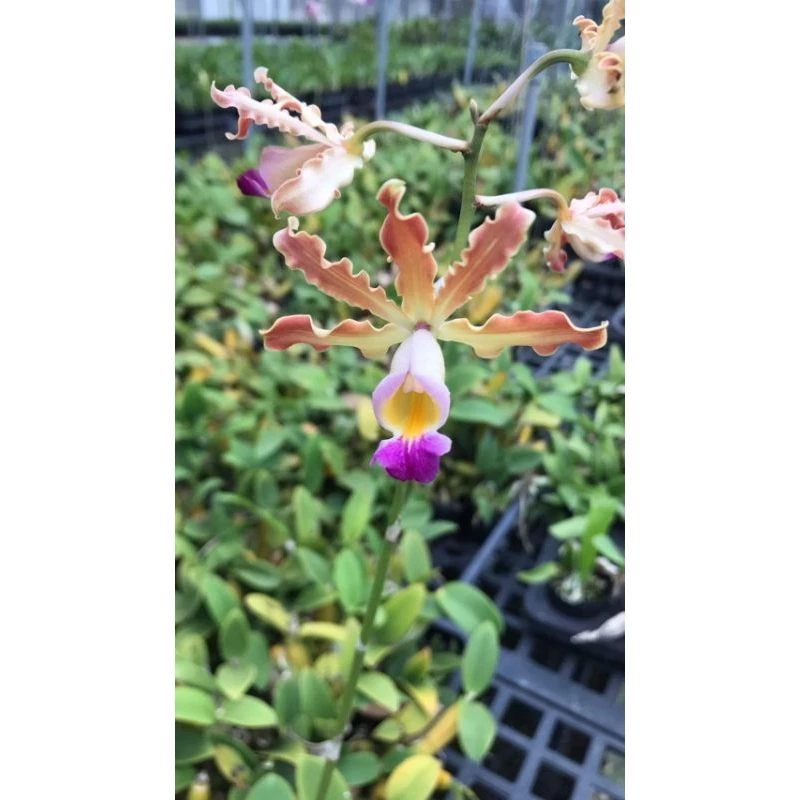 [精選蘭花] 預計5