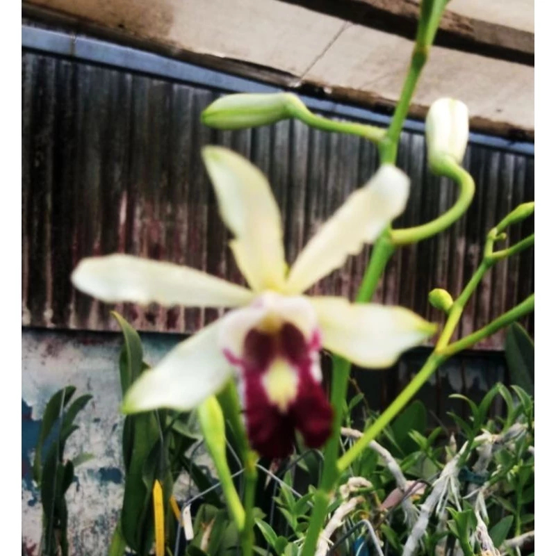 [精選蘭花]中南美洲