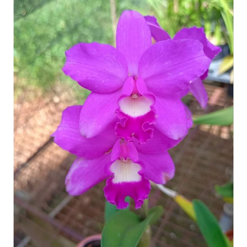 [精選蘭花] 辦公室