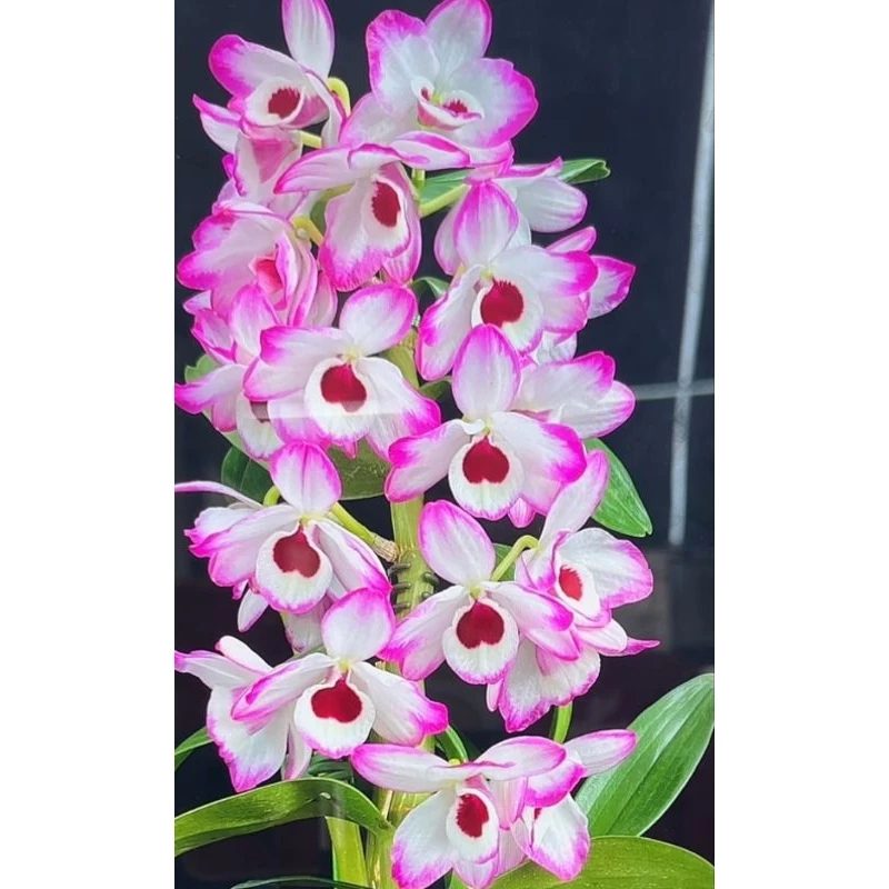 精選蘭花-潑墨拿坡里