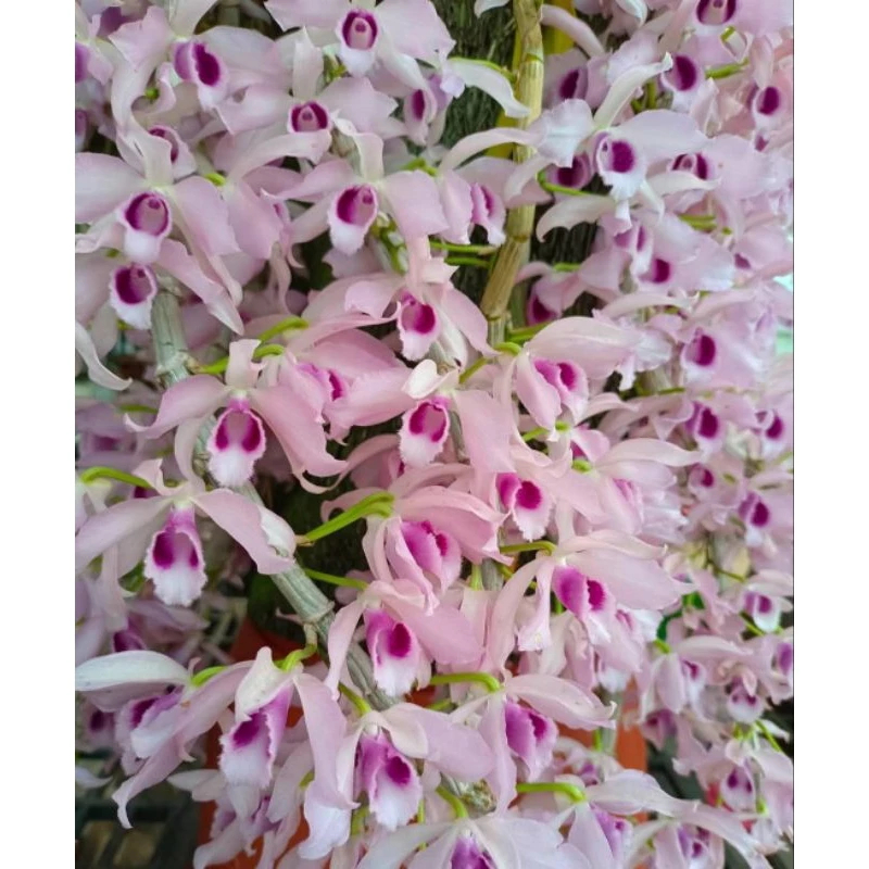 （精選蘭花）新天使石