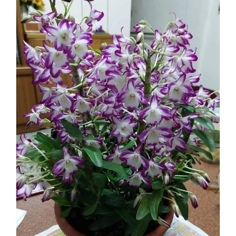 （精選蘭花）板植潑墨