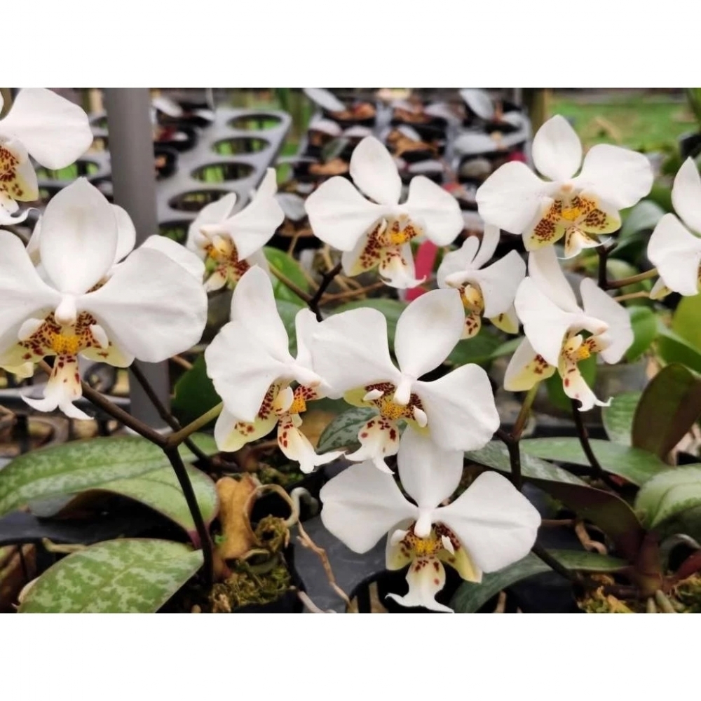 （精選蘭花）免費上板