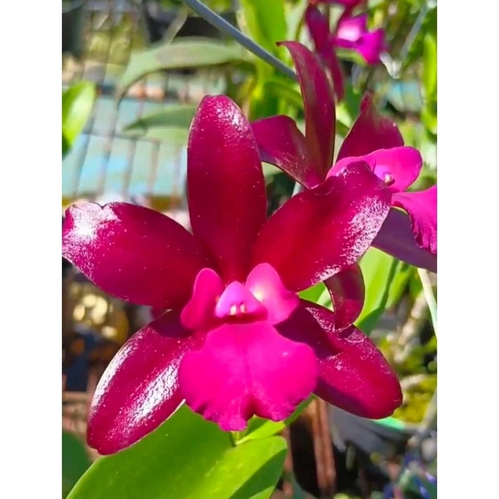 [精選蘭花]蠟質感的