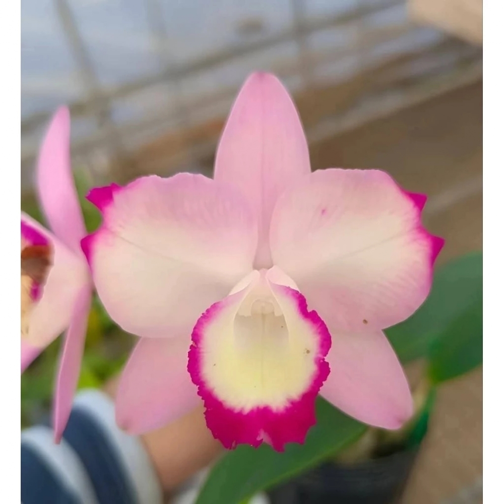 [精選蘭花] 年中慶