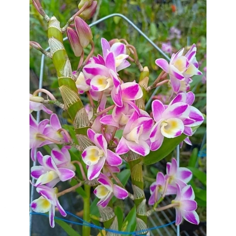 [精選蘭花] 一組兩