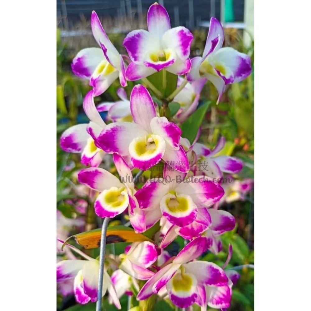 [精選蘭花] 一盆~