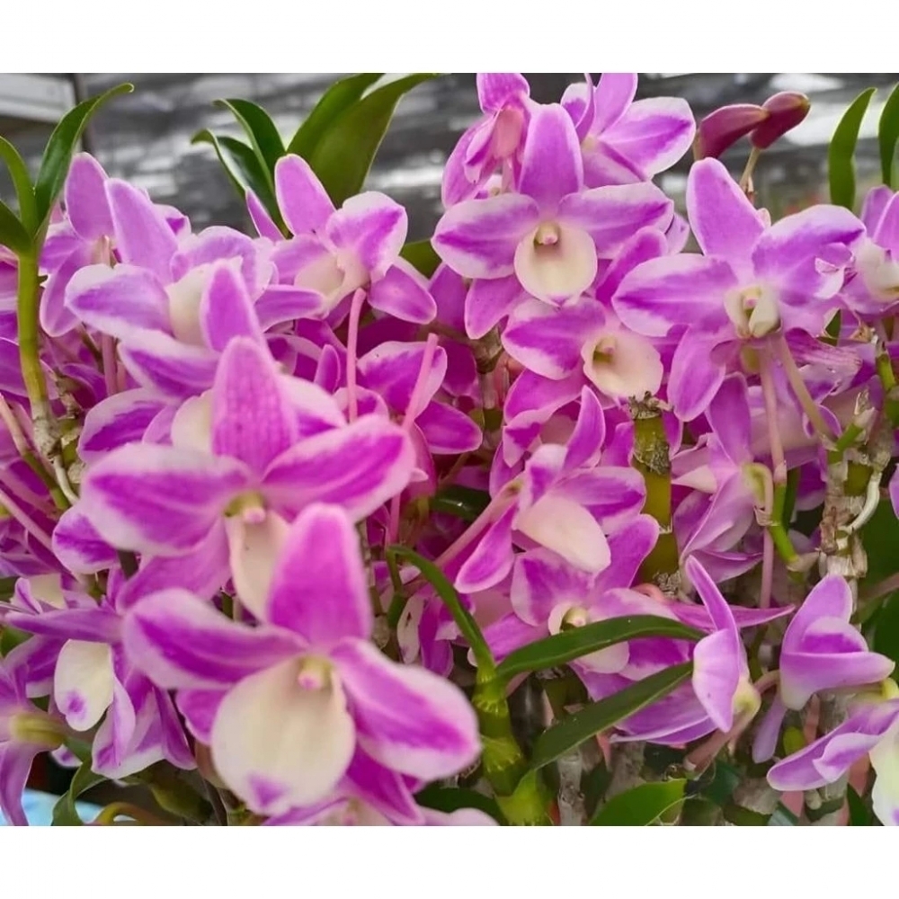 [精選蘭花] 一盆粉