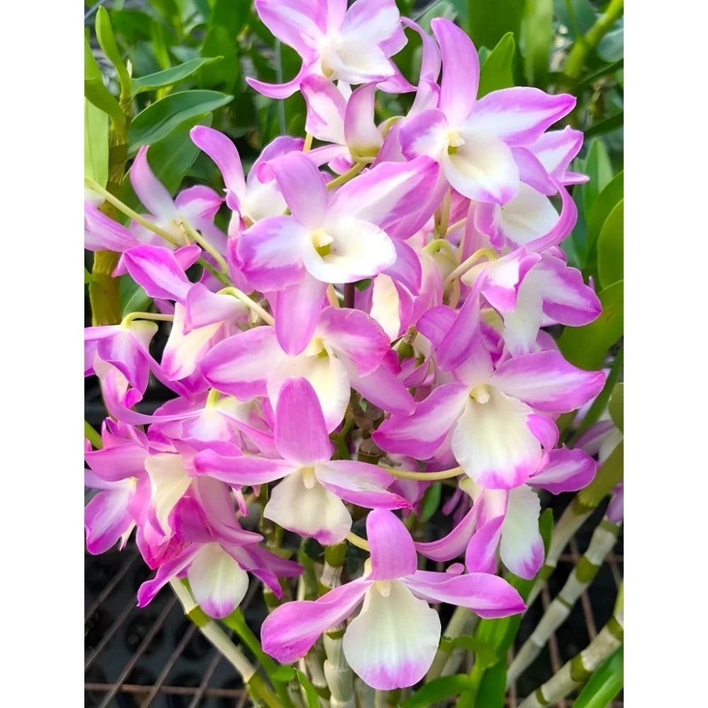 [精選蘭花] 一盆粉