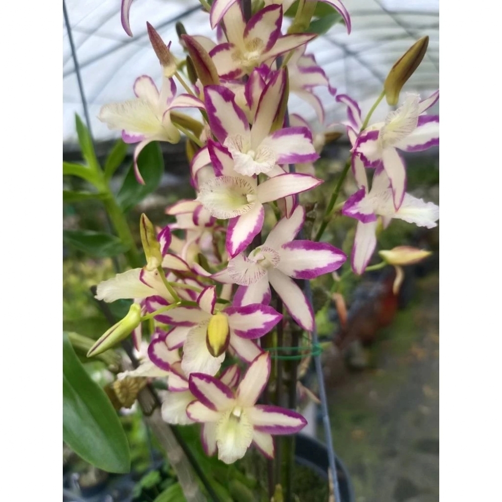 [精選蘭花] 一盆日