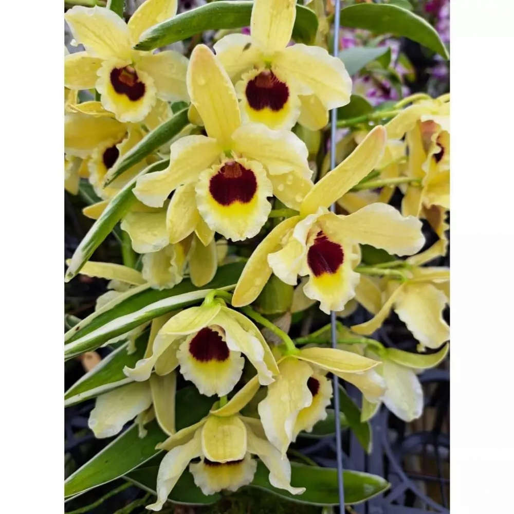 [精選蘭花] 超漂亮