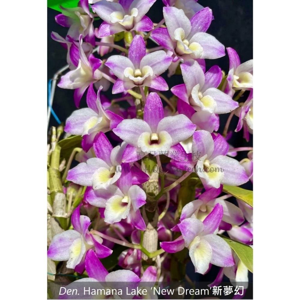 [精選蘭花] 台中改