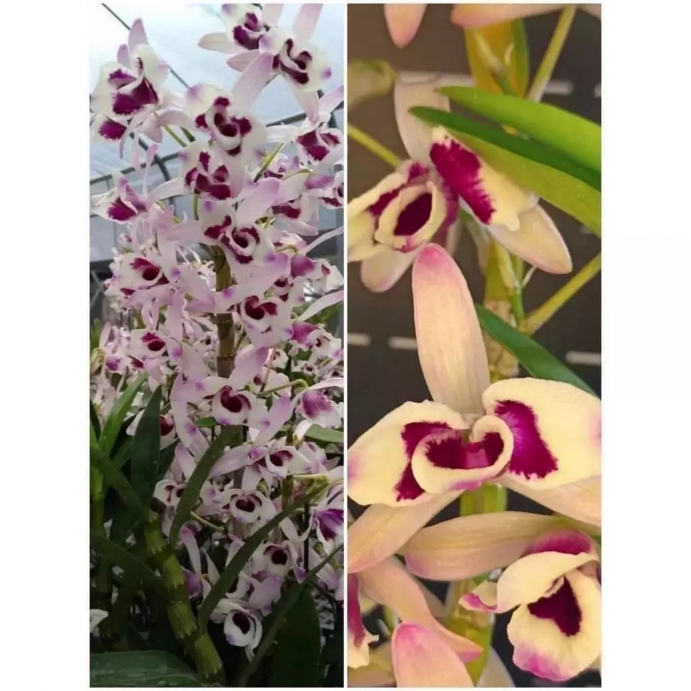 [精選蘭花] 特殊品