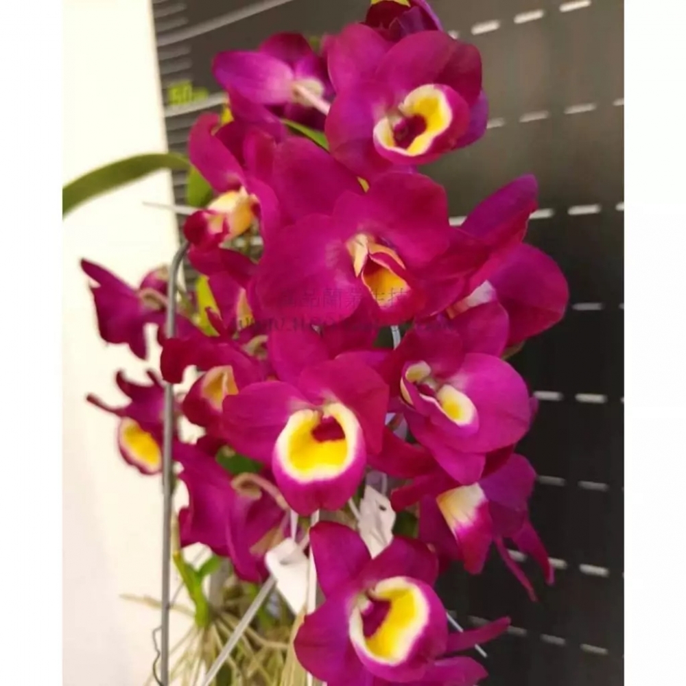 [精選蘭花] 花期超