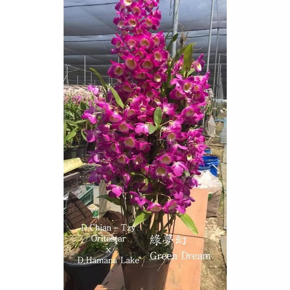 [精選蘭花] 世界蘭