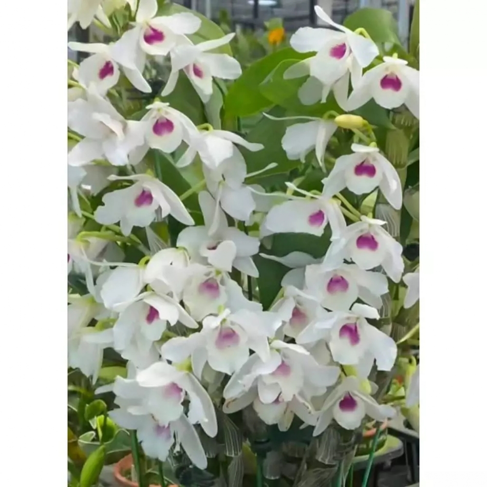 [精選蘭花] 藍色春