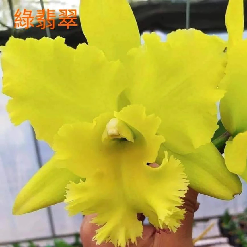 [精選蘭花] 經典大