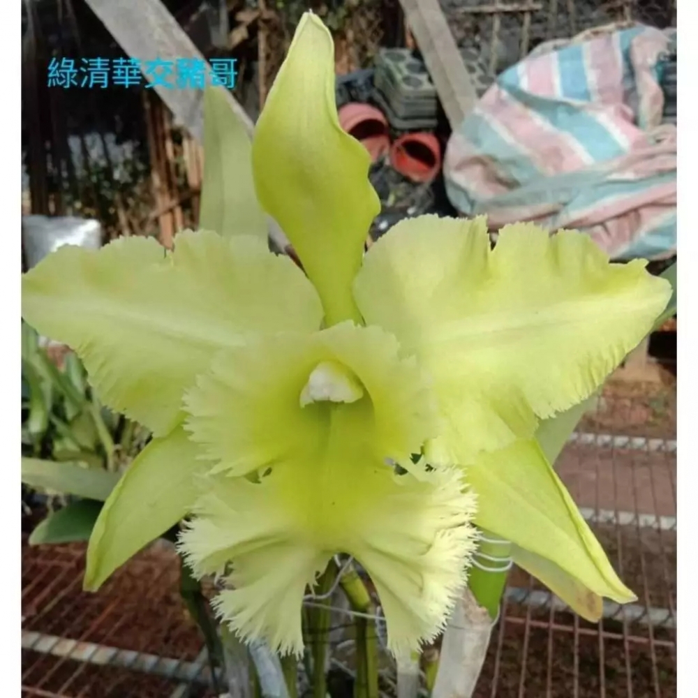 [精選蘭花] 香味十