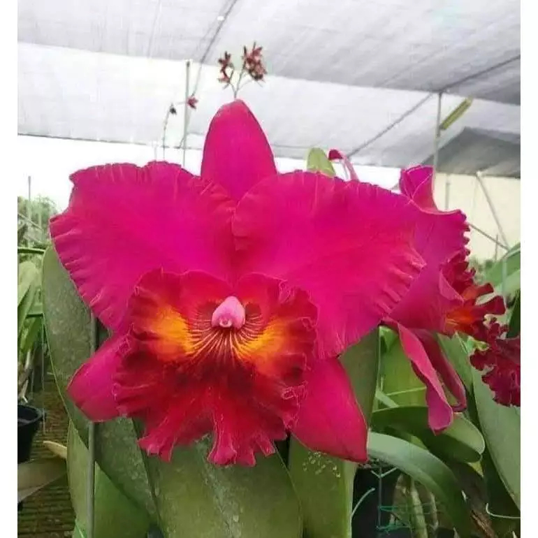 [精選蘭花] 經典大