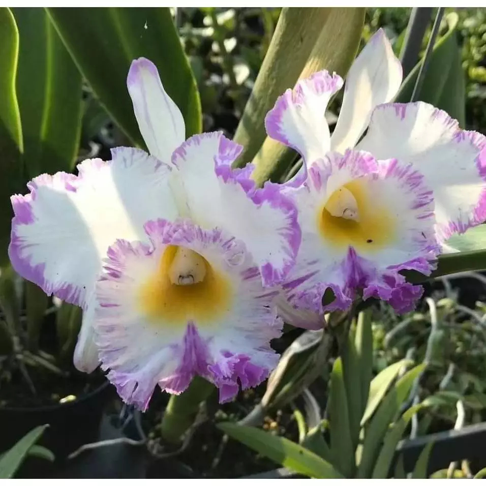 [精選蘭花]白優利變